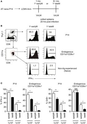 Time and Antigen-Stimulation History Influence Memory CD8 T Cell Bystander Responses